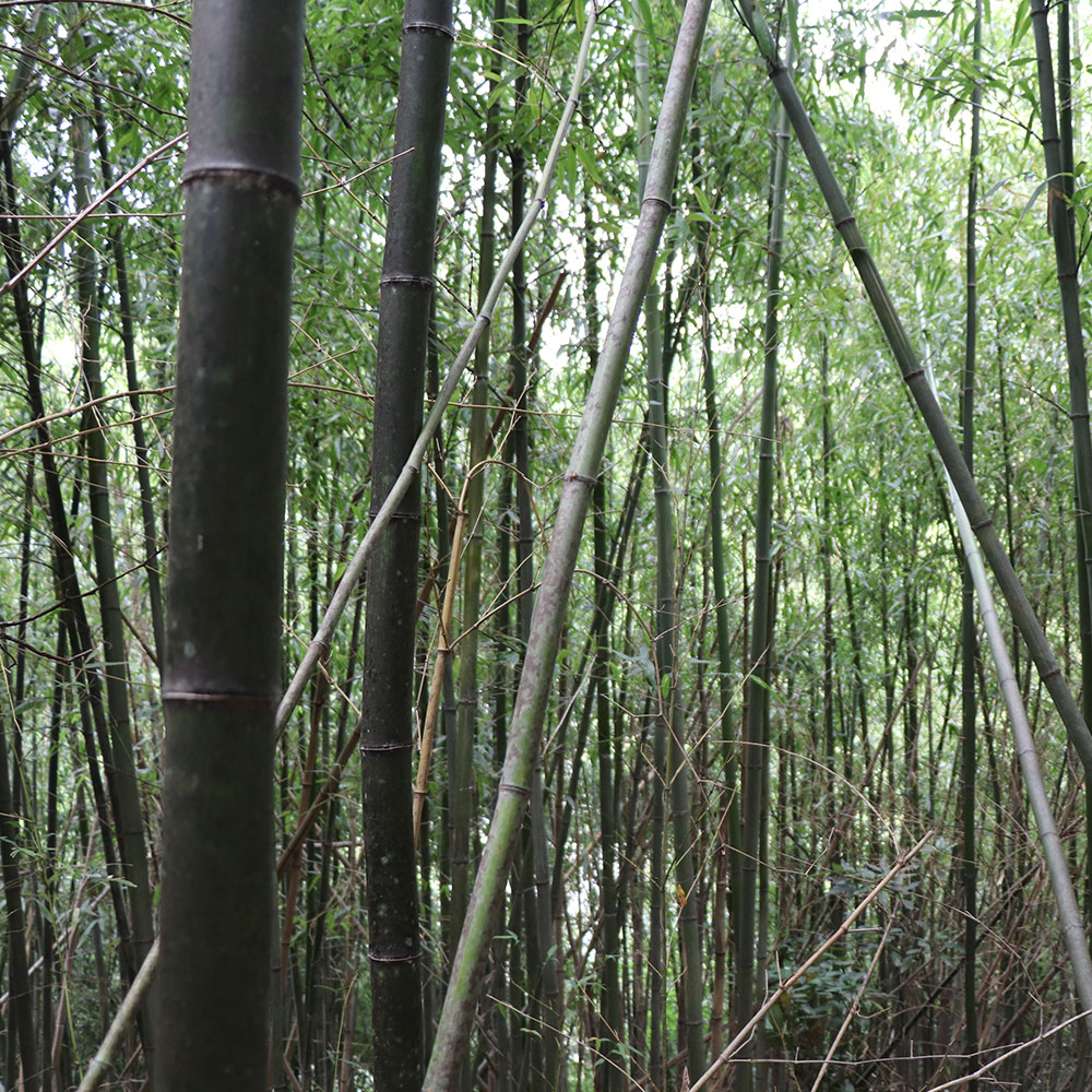 bushcraft campsite Funakoshi yokosuka kanagawa japan