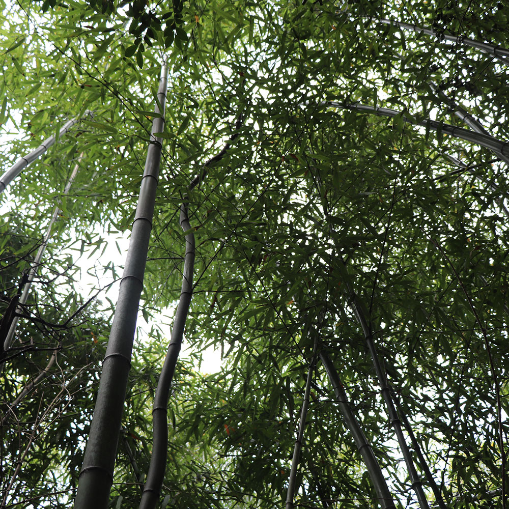 bushcraft campsite Funakoshi yokosuka kanagawa japan