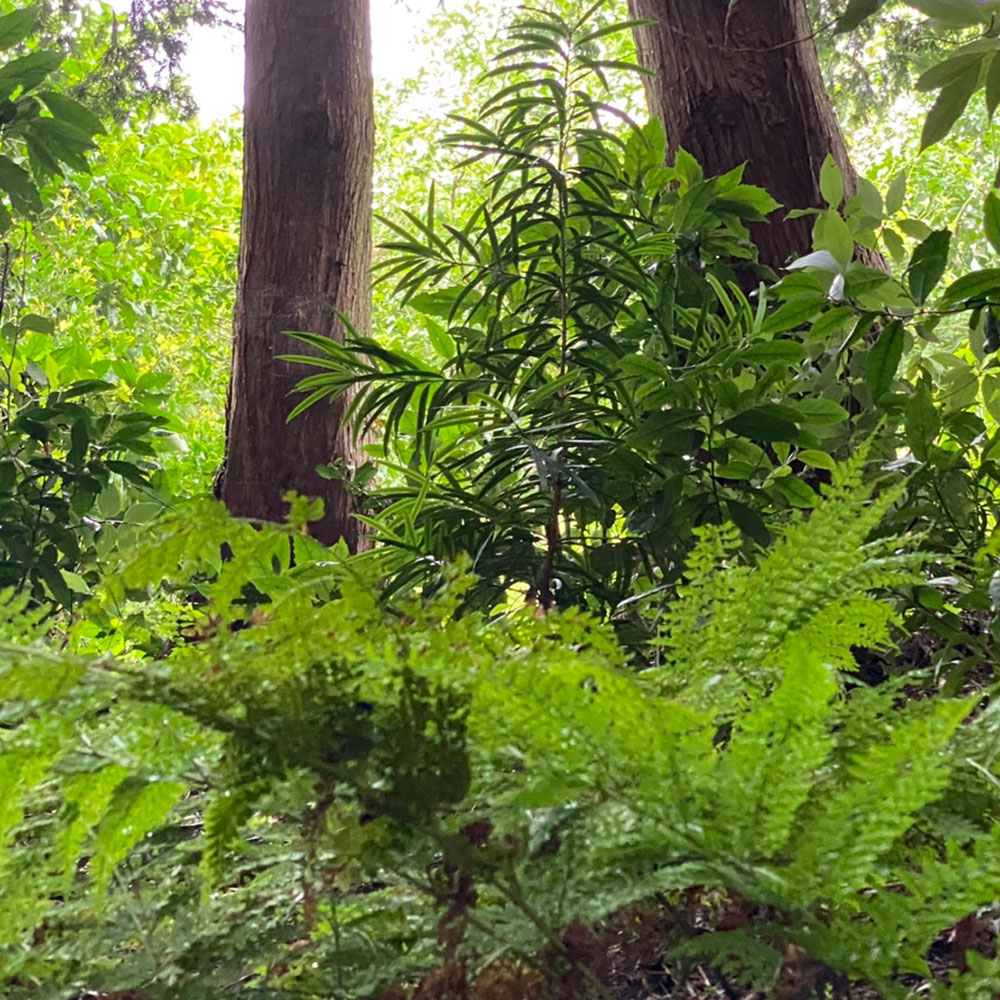 bushcraft campsite odawara hayakawa kanagawa japan