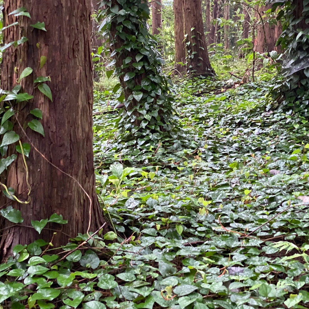 bushcraft campsite odawara hayakawa kanagawa japan