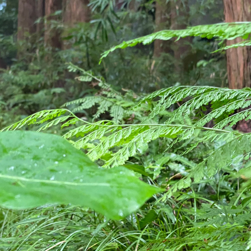 bushcraft campsite odawara hayakawa kanagawa japan