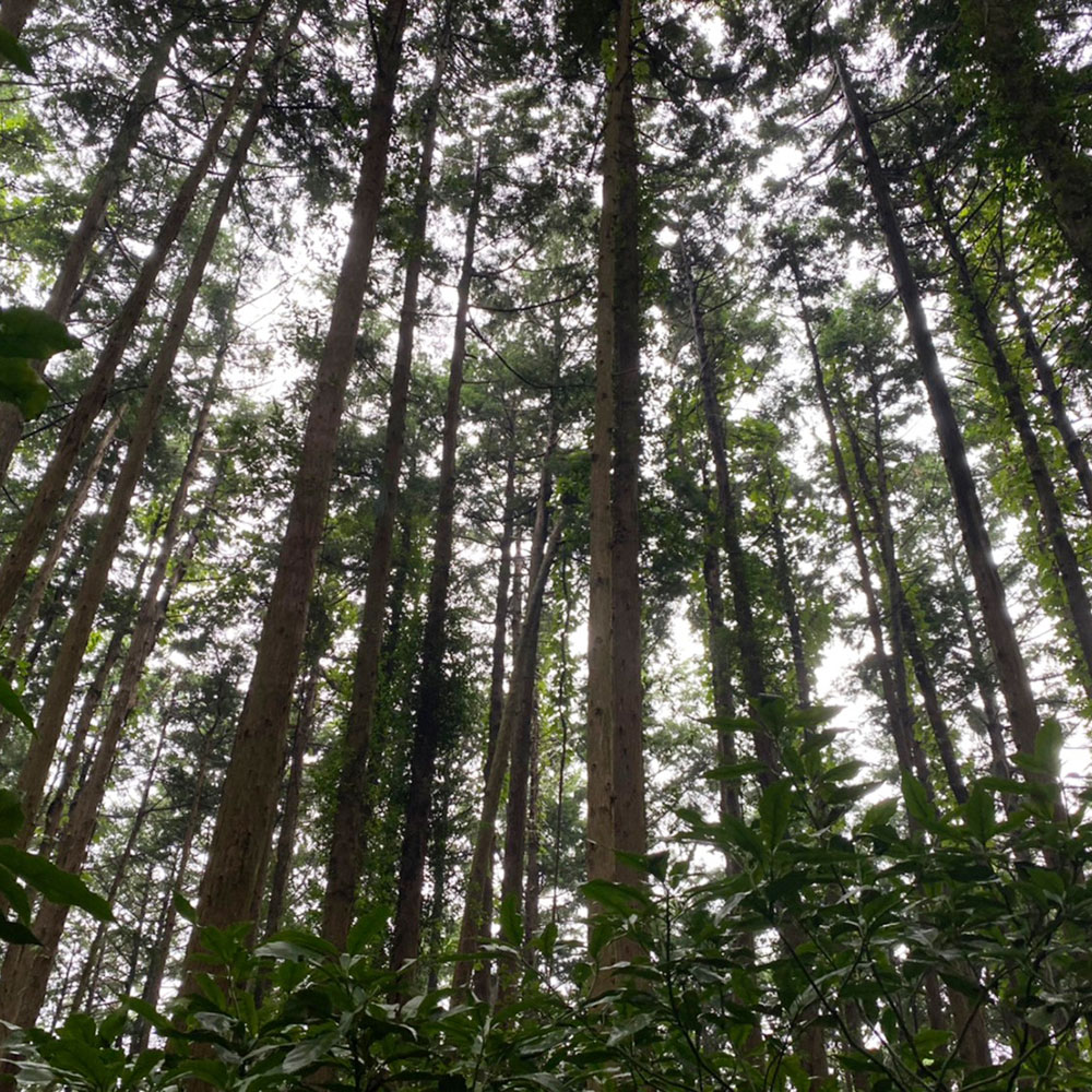 bushcraft campsite odawara hayakawa kanagawa japan