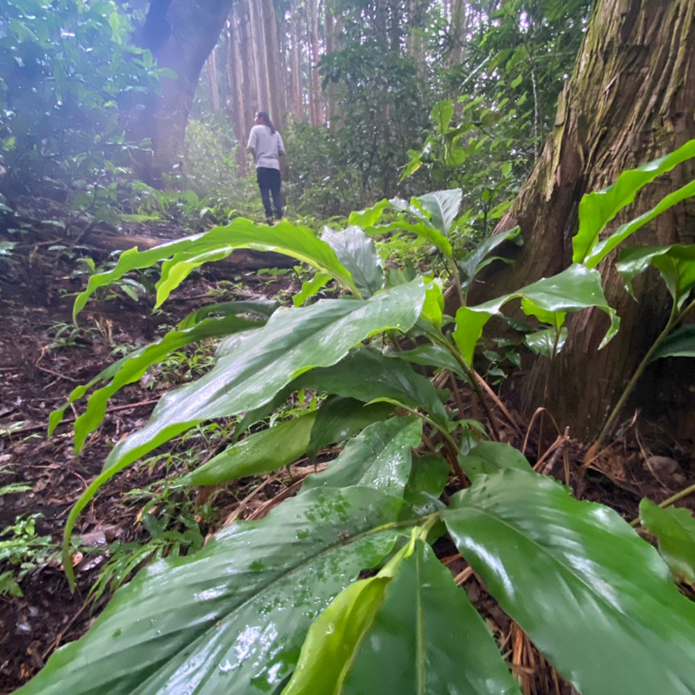 bushcraft campsite odawara hayakawa kanagawa japan