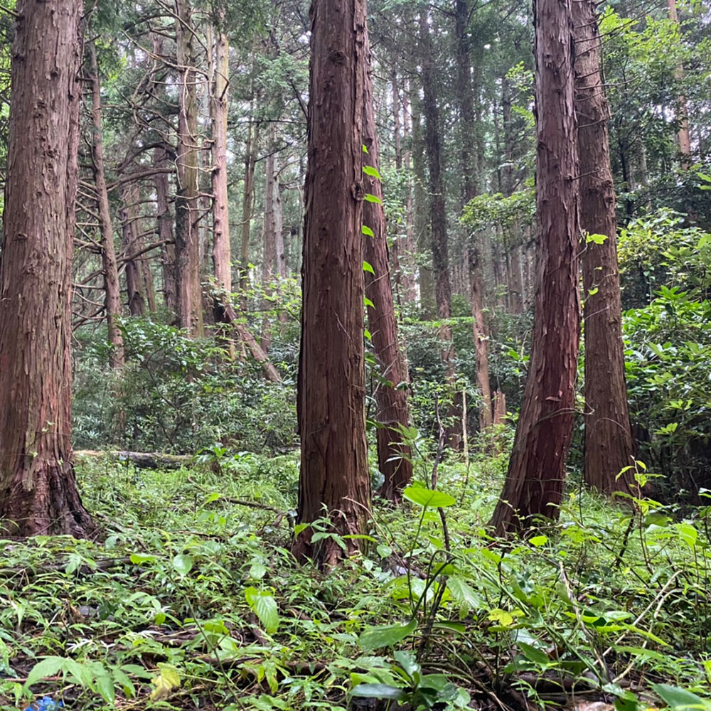 bushcraft campsite odawara hayakawa kanagawa japan