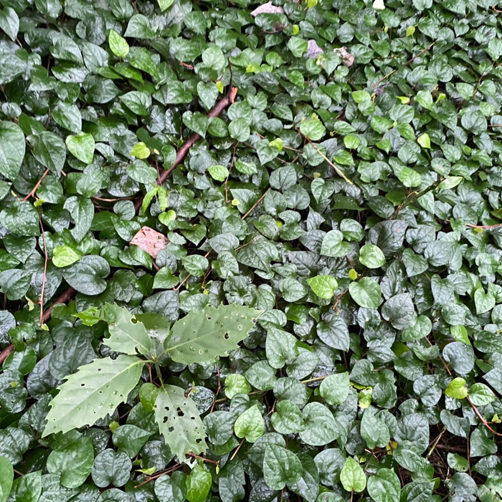 bushcraft campsite odawara hayakawa kanagawa japan