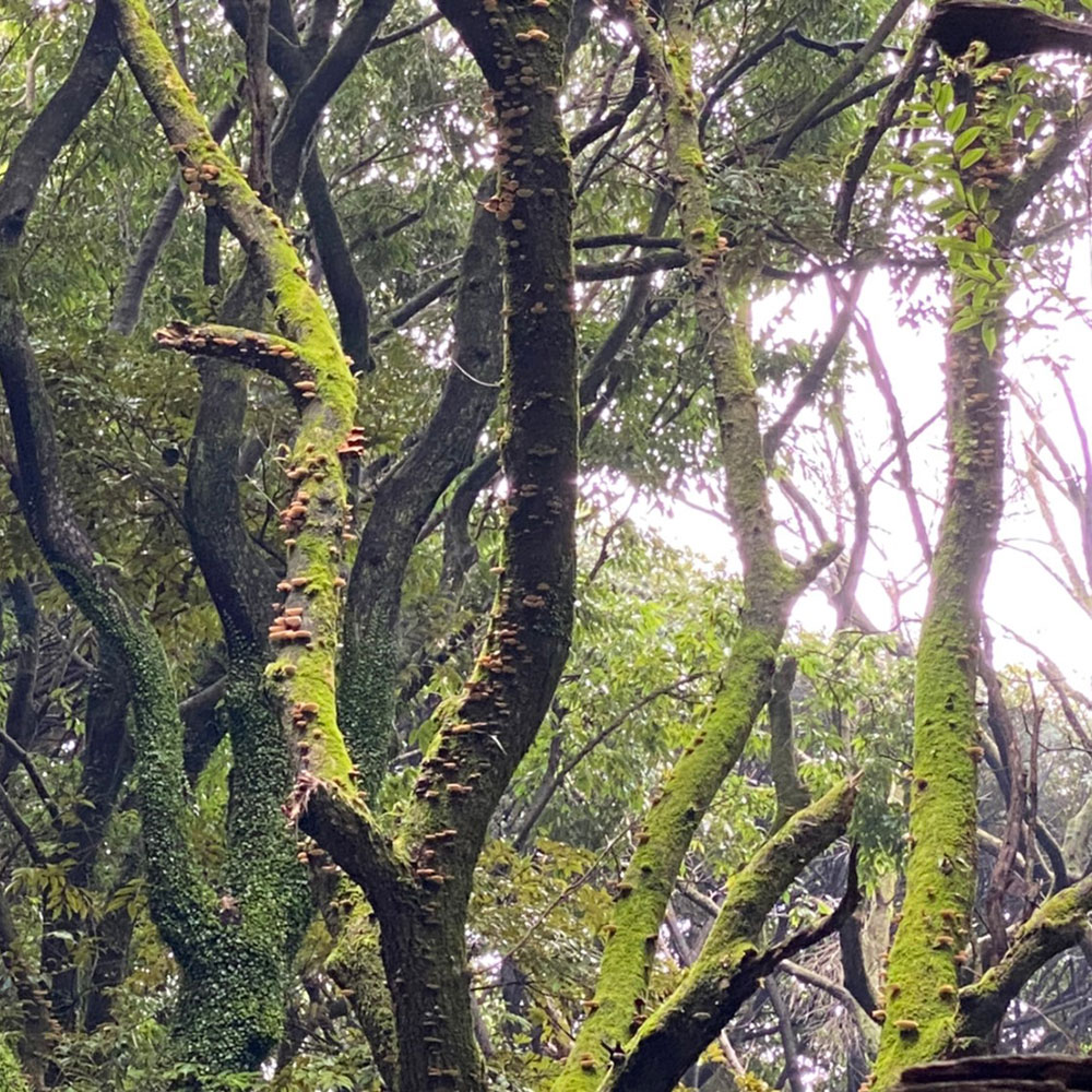 bushcraft campsite odawara iryuda kanagawa japan