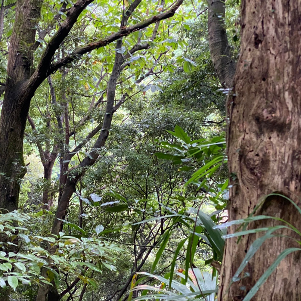 bushcraft campsite odawara iryuda kanagawa japan