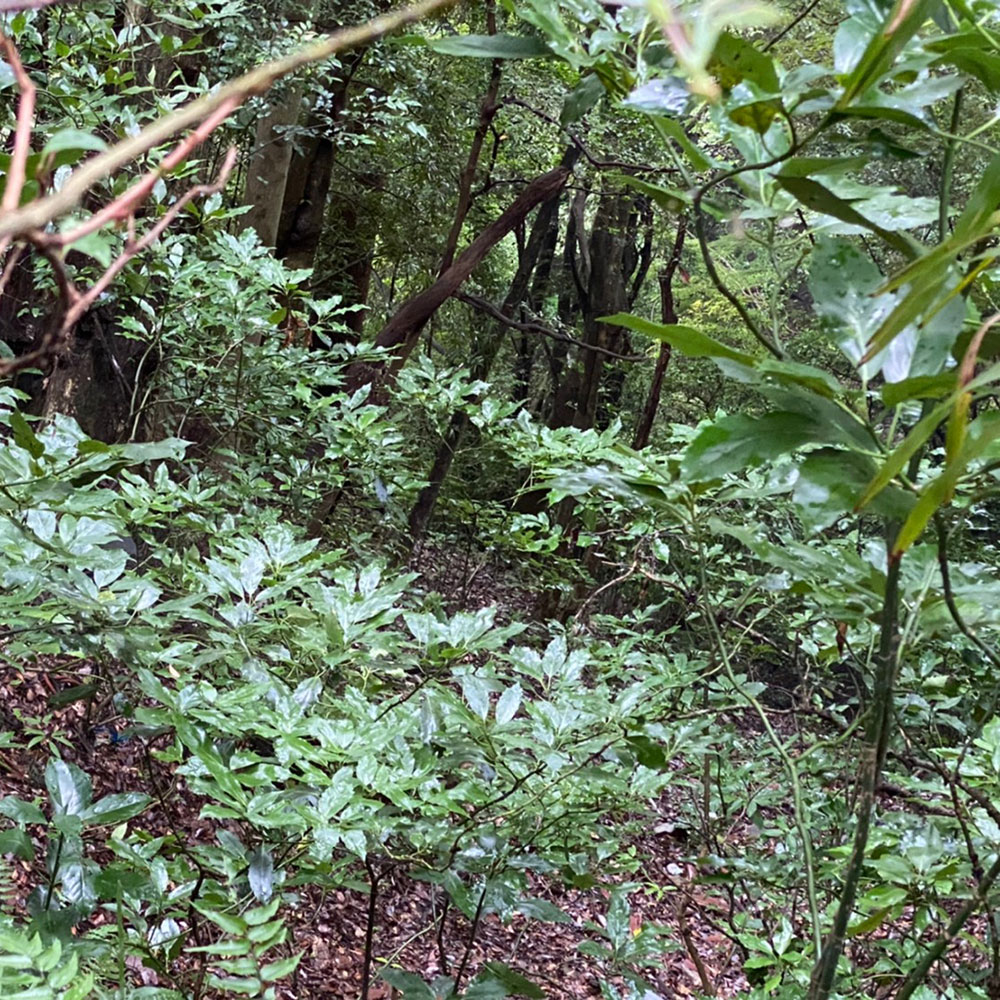 bushcraft campsite odawara iryuda kanagawa japan