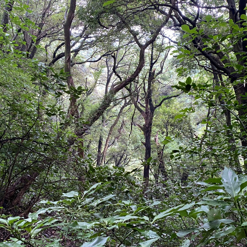 bushcraft campsite odawara iryuda kanagawa japan