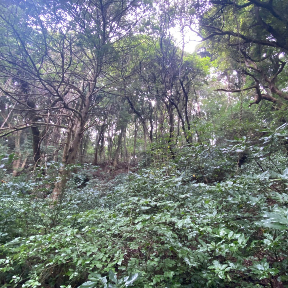 bushcraft campsite odawara iryuda kanagawa japan