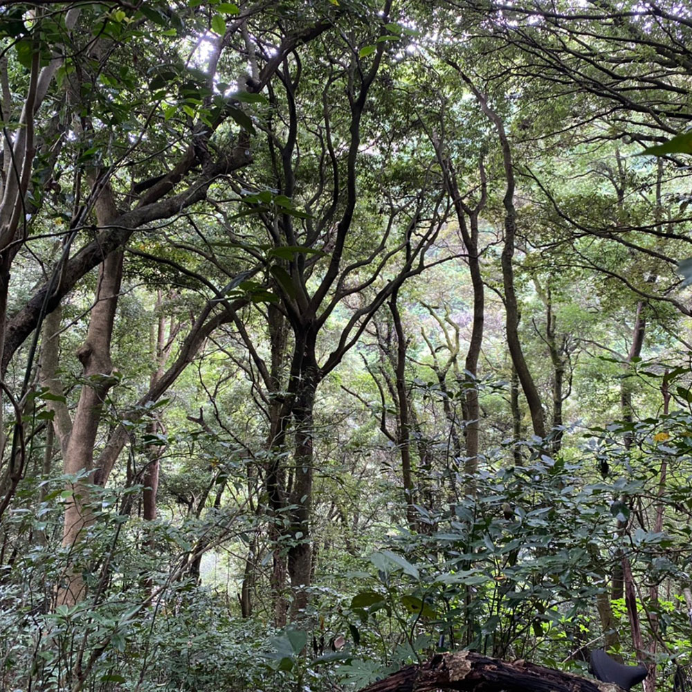 bushcraft campsite odawara iryuda kanagawa japan