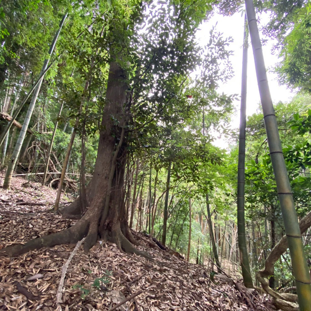 bushcraft campsite odawara iryuda kanagawa japan