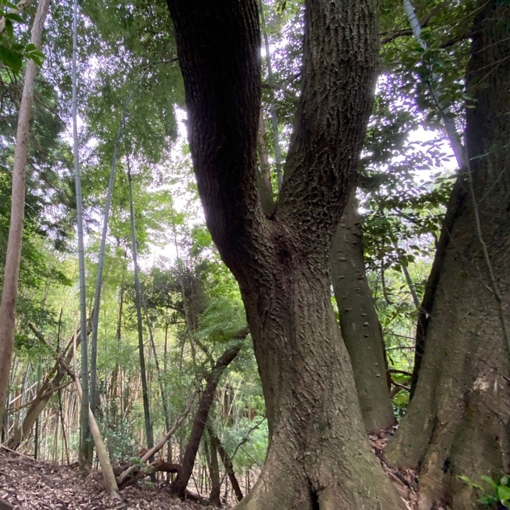 bushcraft campsite odawara iryuda kanagawa japan