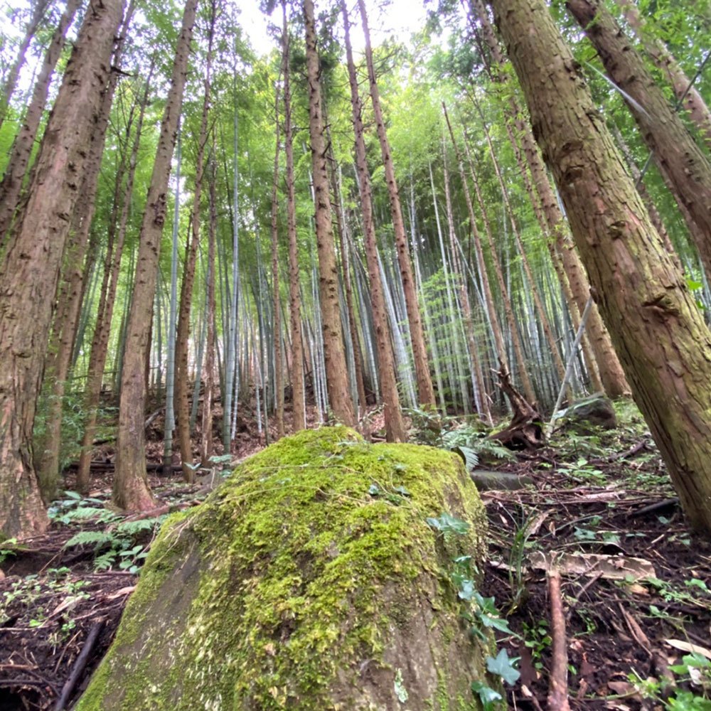 bushcraft campsite odawara iryuda kanagawa japan