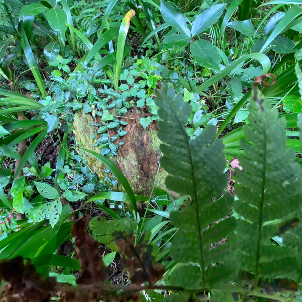 bushcraft campsite odawara iryuda kanagawa japan