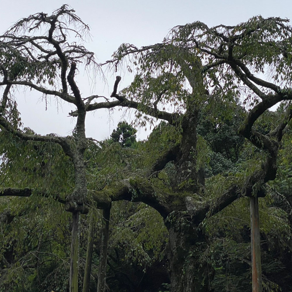 bushcraft campsite odawara iryuda kanagawa japan