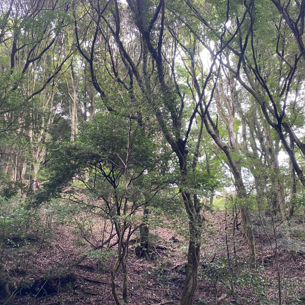 bushcraft campsite odawara iryuda kanagawa japan
