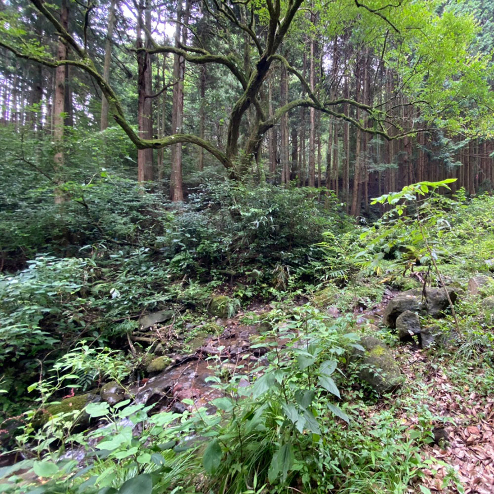 bushcraft campsite odawara iryuda kanagawa japan