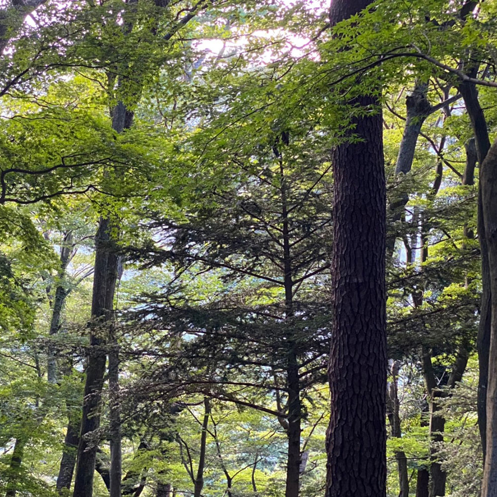 bushcraft campsite odawara iryuda kanagawa japan