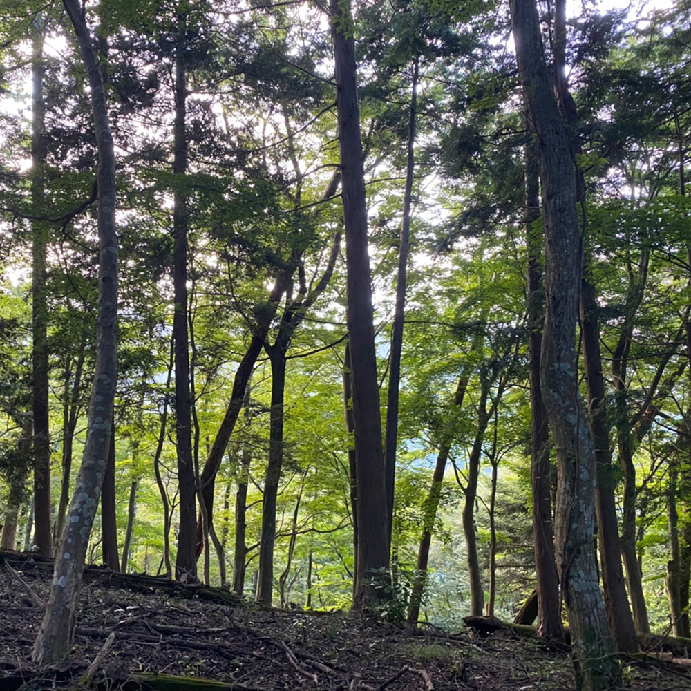 bushcraft campsite odawara iryuda kanagawa japan