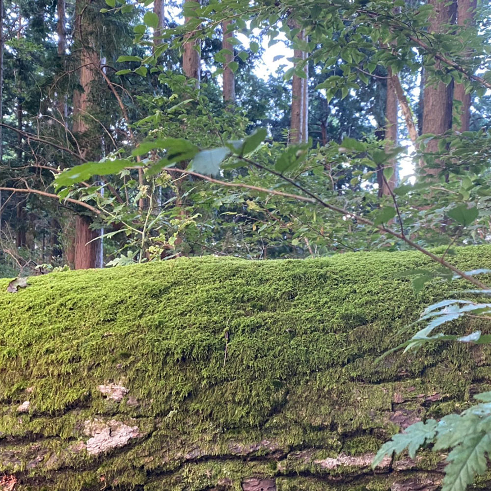 bushcraft campsite odawara iryuda kanagawa japan