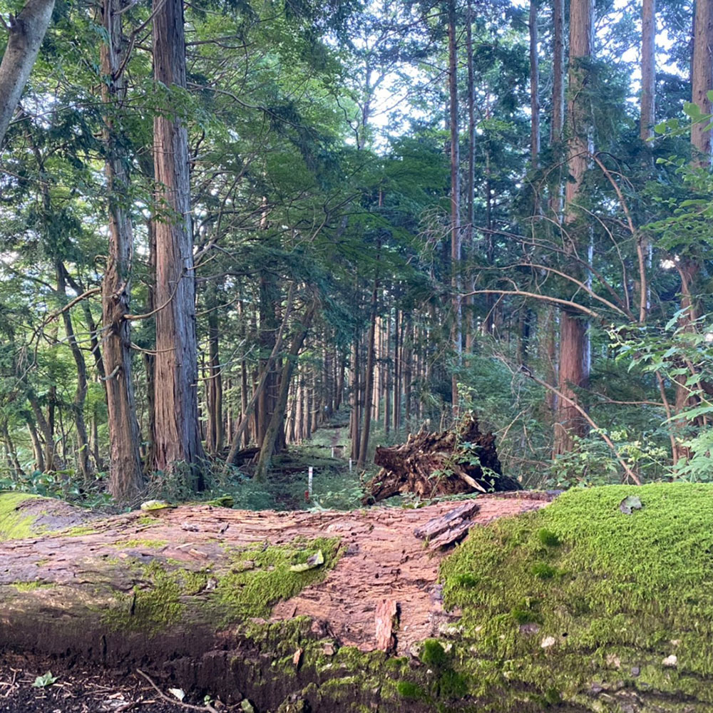 bushcraft campsite odawara iryuda kanagawa japan