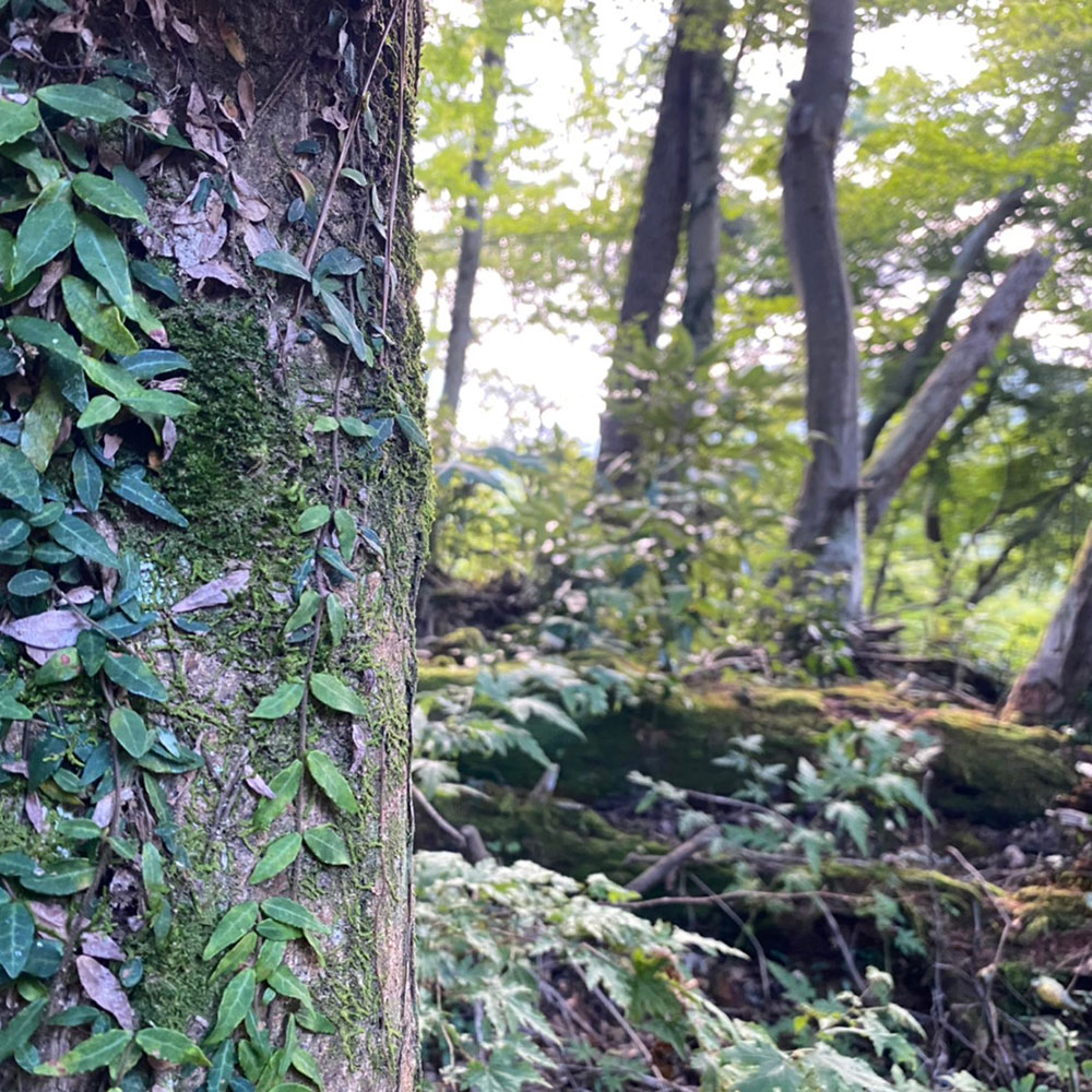 bushcraft campsite odawara iryuda kanagawa japan