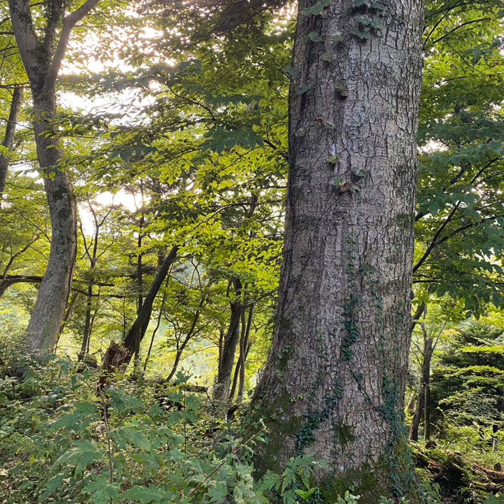 bushcraft campsite odawara iryuda kanagawa japan