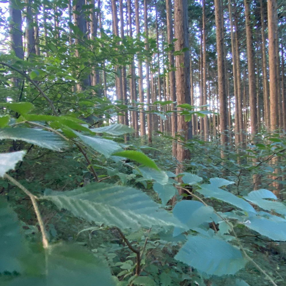 bushcraft campsite odawara iryuda kanagawa japan