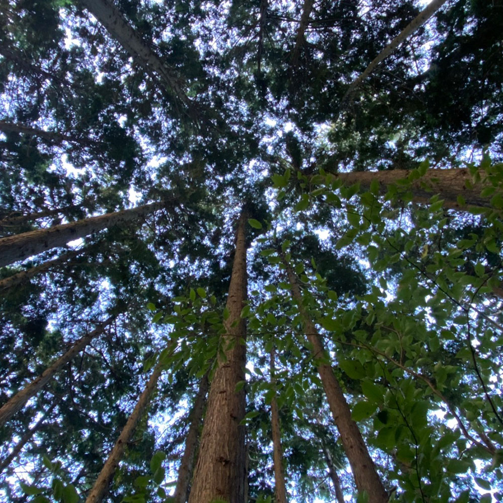 bushcraft campsite odawara iryuda kanagawa japan