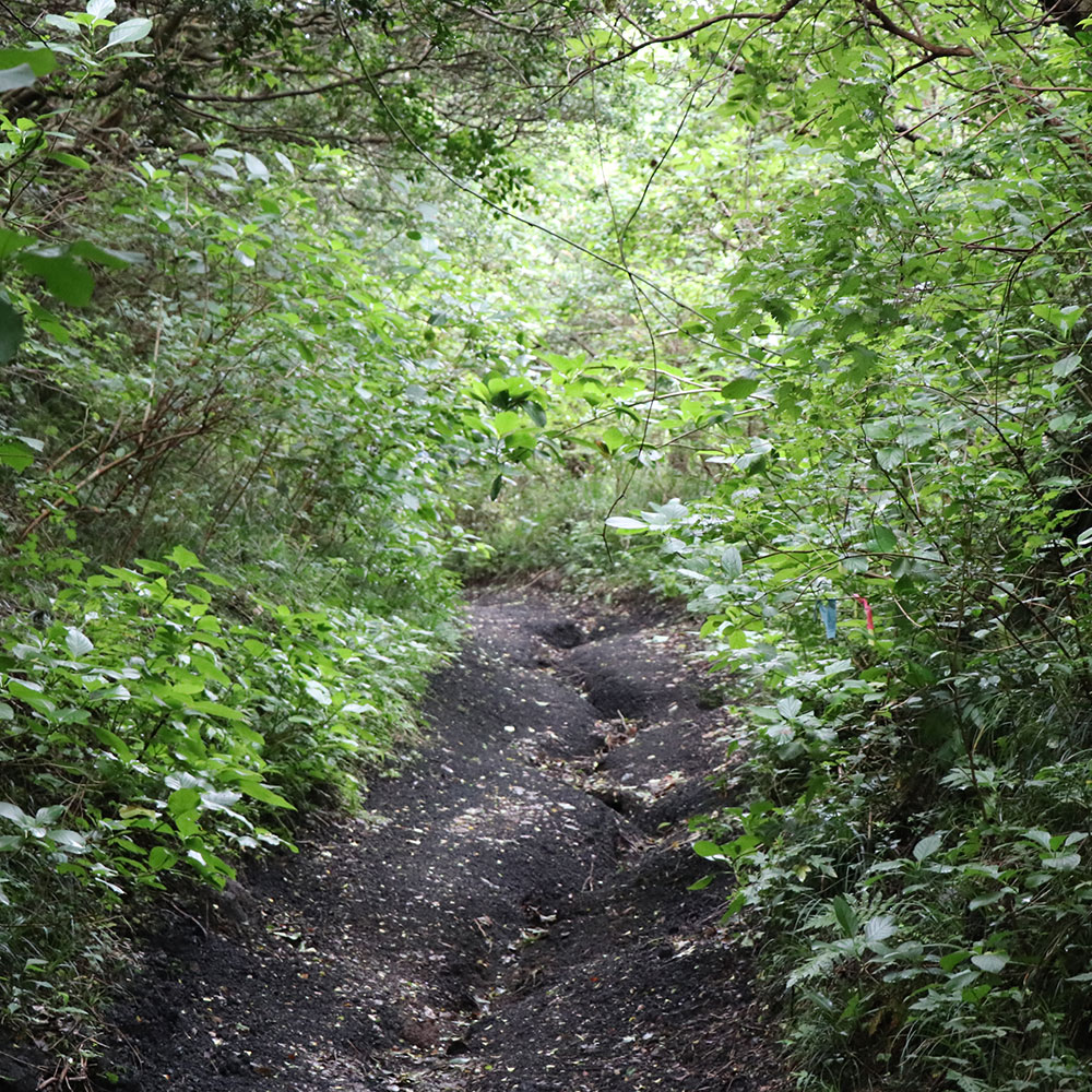 bushcraft campsite izuoshima  japan