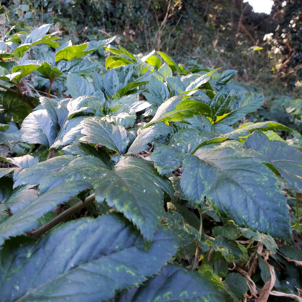 bushcraft campsite kaneda miura kanagawa japan