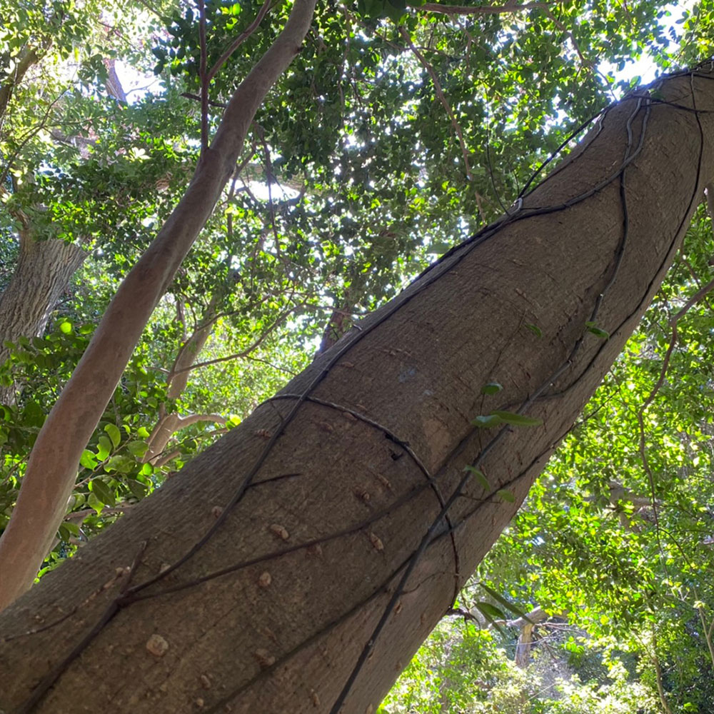 bushcraft campsite yokosuka koyabe  kanagawa japan