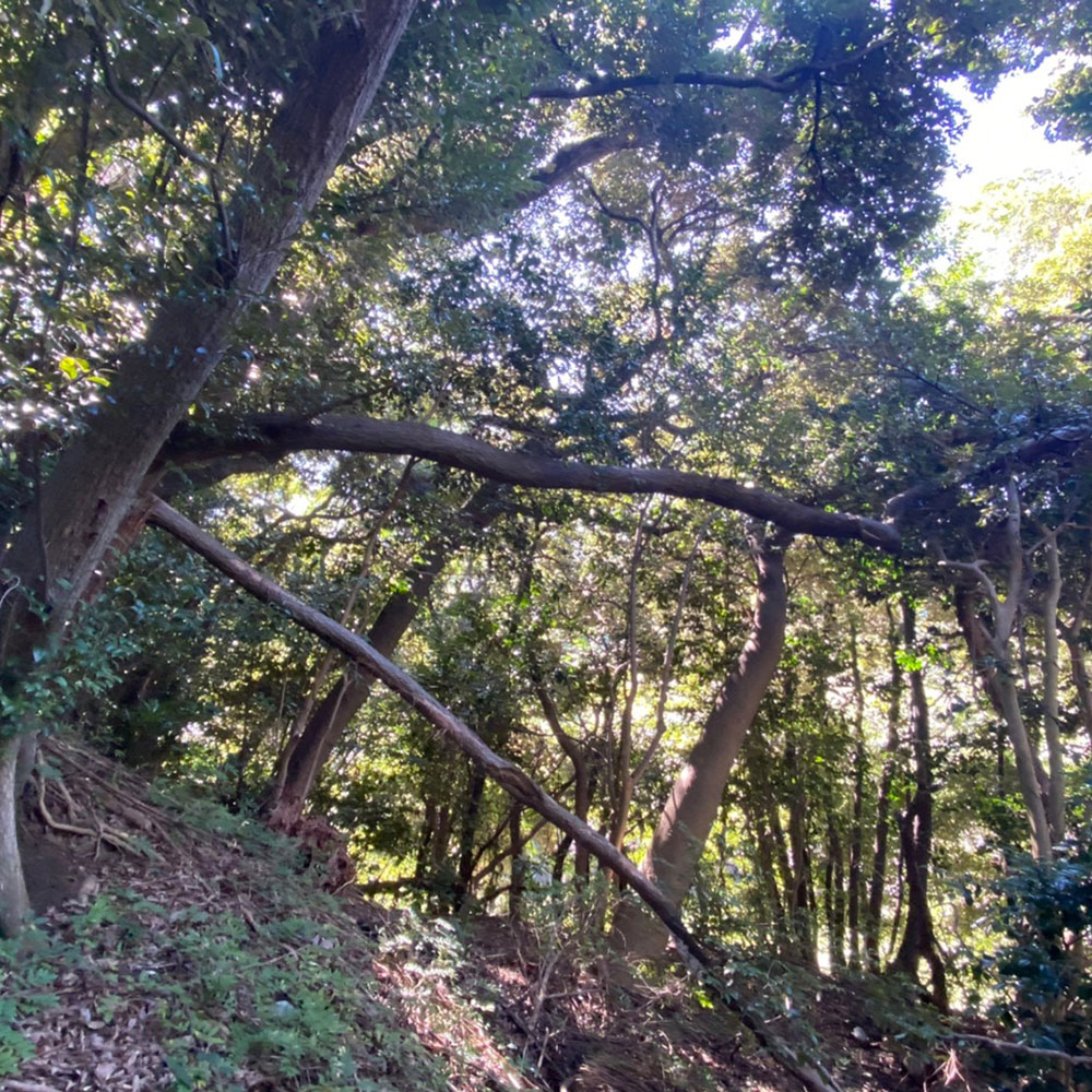 bushcraft campsite yokosuka koyabe  kanagawa japan