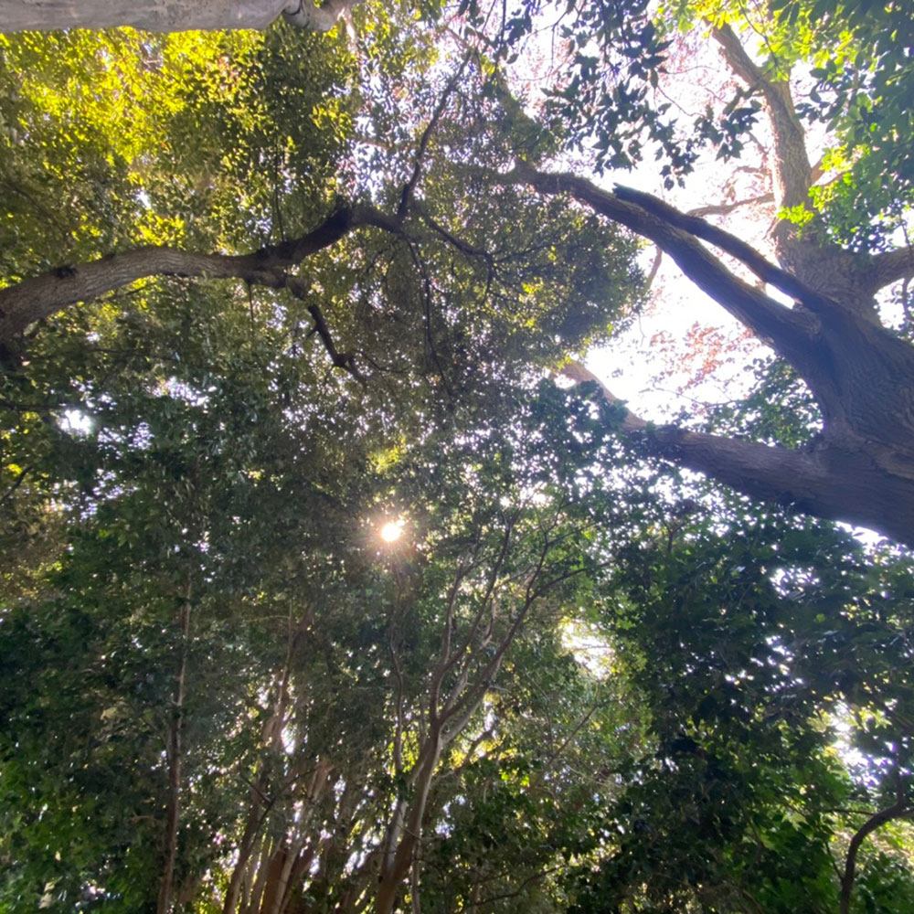 bushcraft campsite yokosuka koyabe kanagawa japan