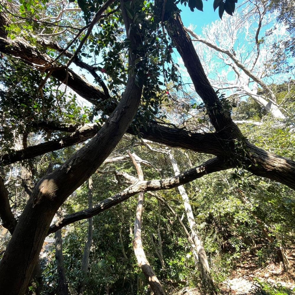 bushcraft campsite yokosuka koyabe kanagawa japan