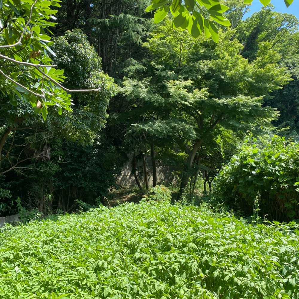 bushcraft campsite yokosuka koyabe  kanagawa japan