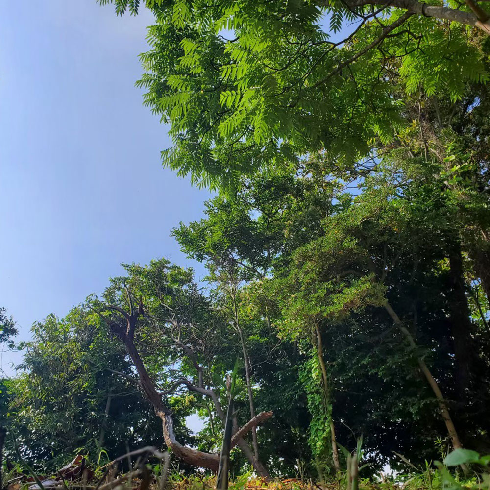 bushcraft campsite yokosuka koyabe  kanagawa japan