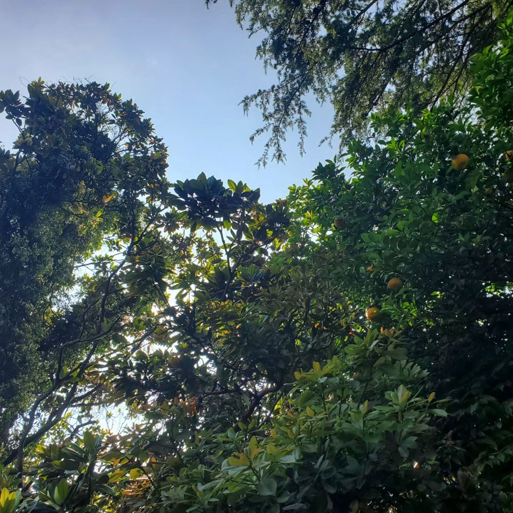 bushcraft campsite yokosuka koyabe  kanagawa japan