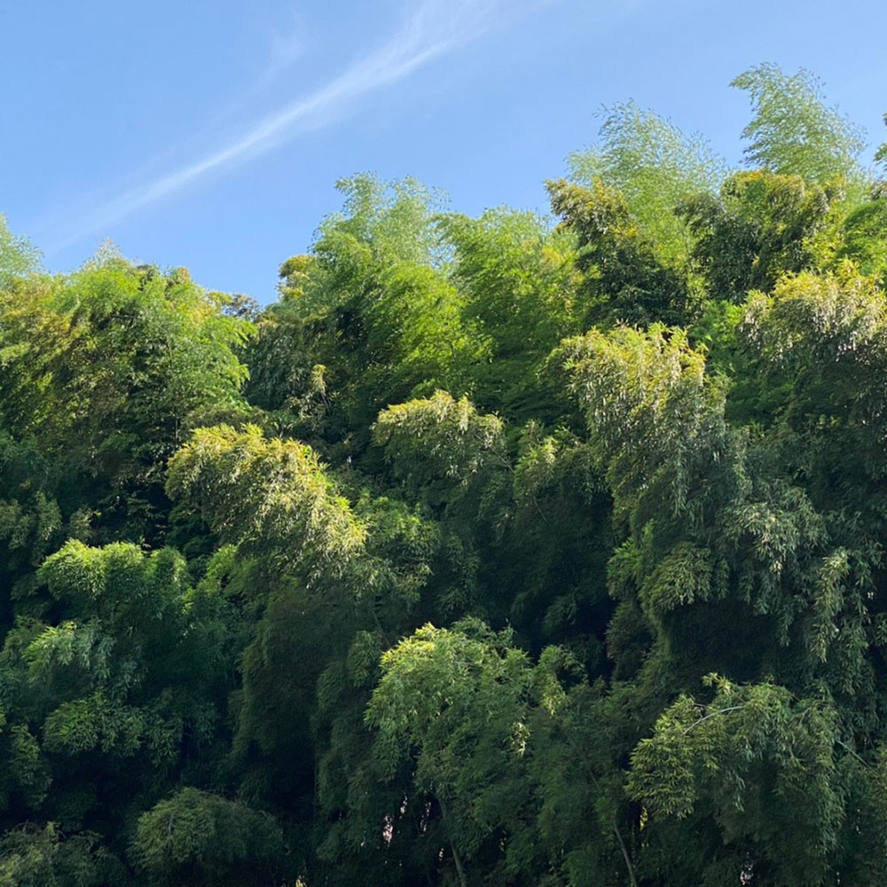 bushcraft campsite notsuda machida Tokyo  japan