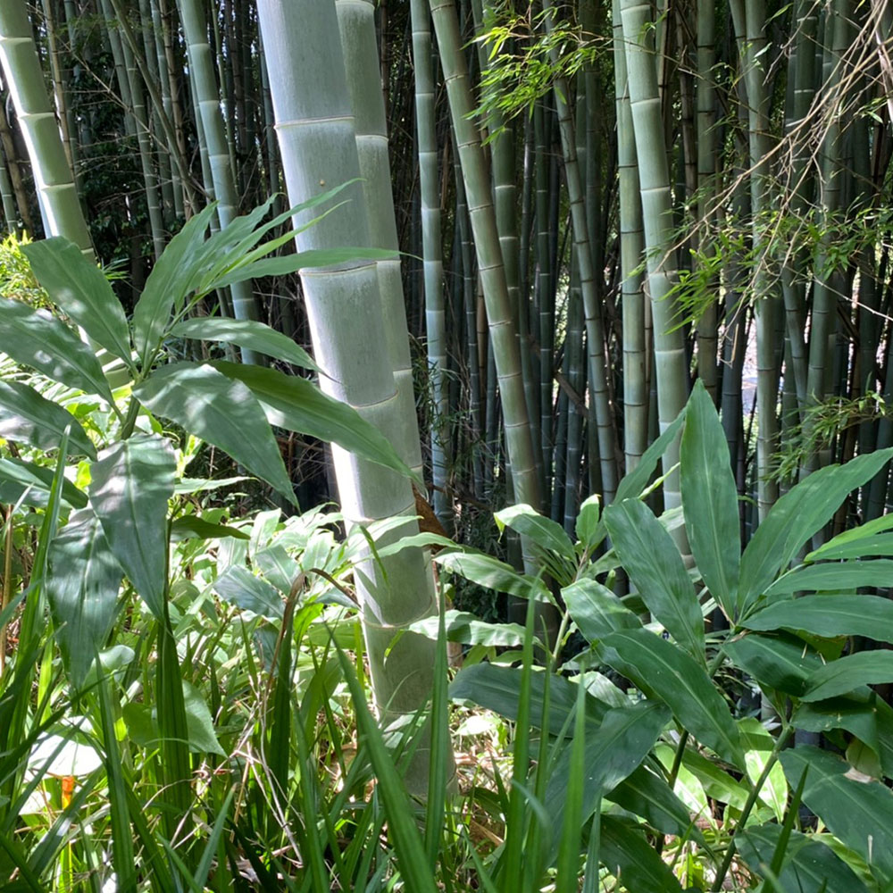 bushcraft campsite notsuda machida Tokyo  japan