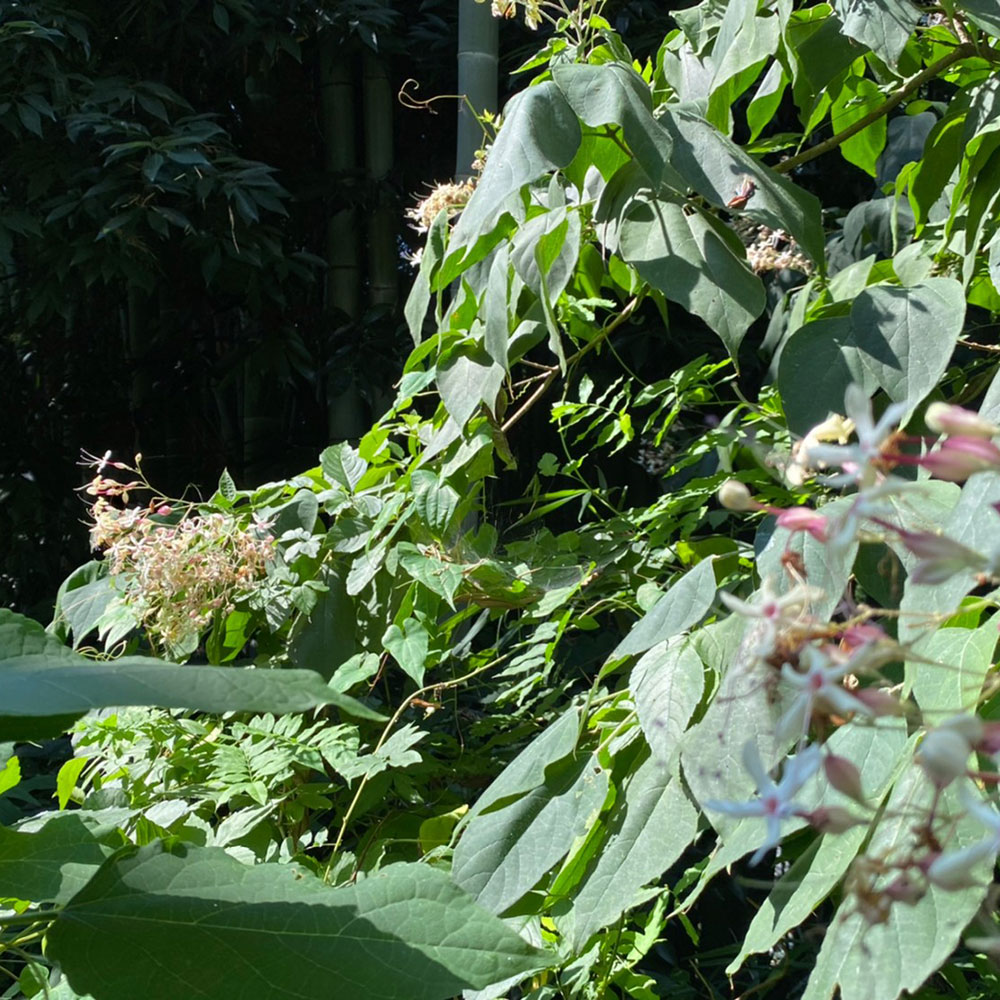 bushcraft campsite notsuda machida Tokyo  japan