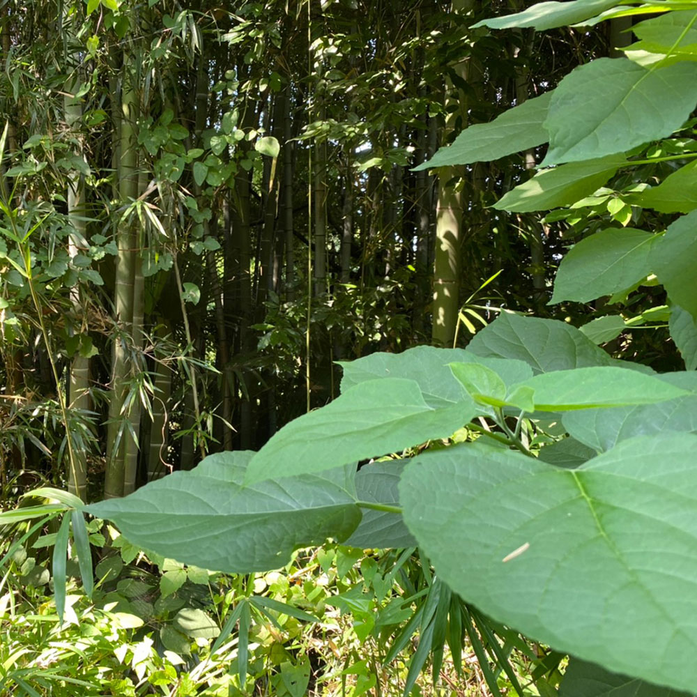 bushcraft campsite notsuda machida Tokyo  japan