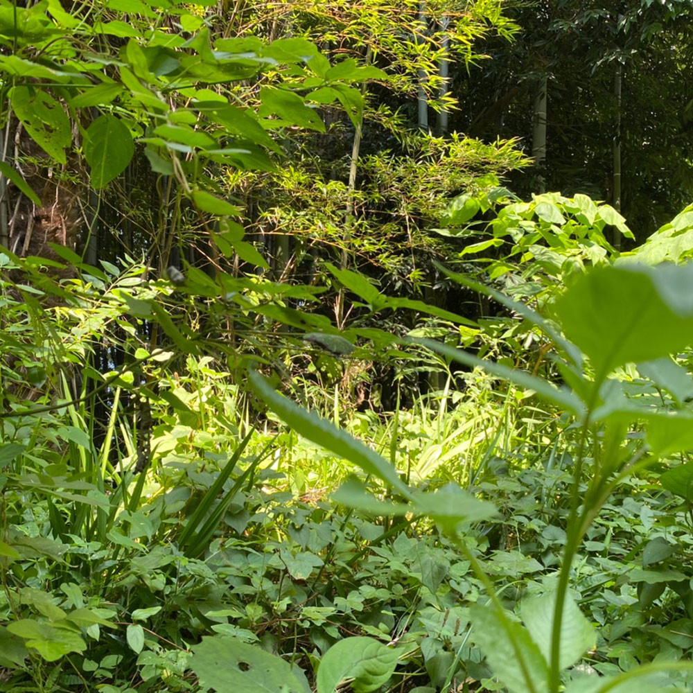 bushcraft campsite notsuda machida Tokyo  japan