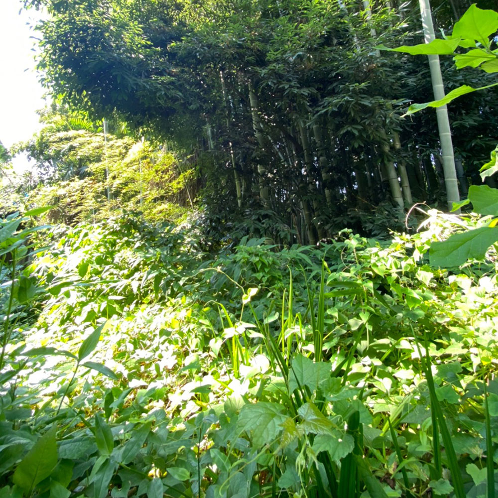 bushcraft campsite notsuda machida Tokyo  japan