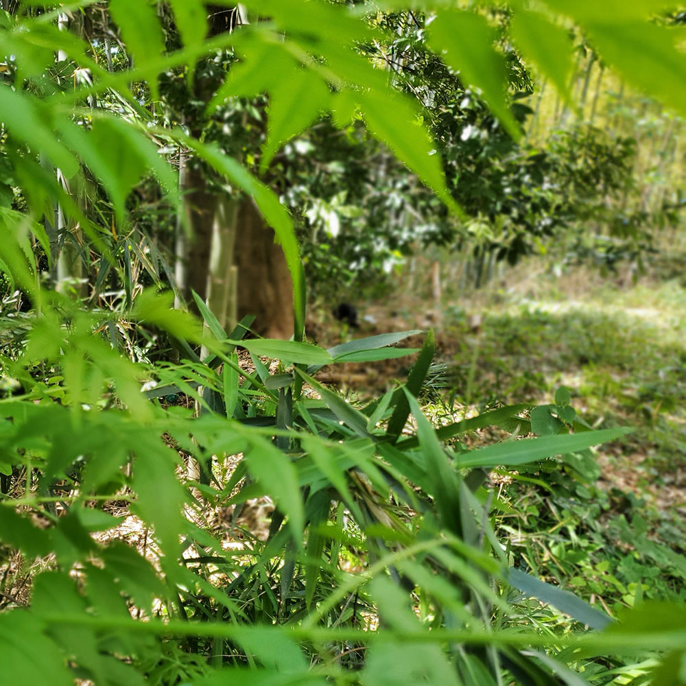 bushcraft campsite notsuda machida Tokyo  japan