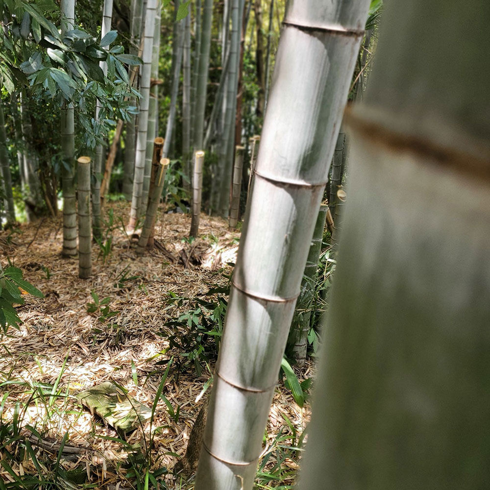 bushcraft campsite notsuda machida Tokyo  japan