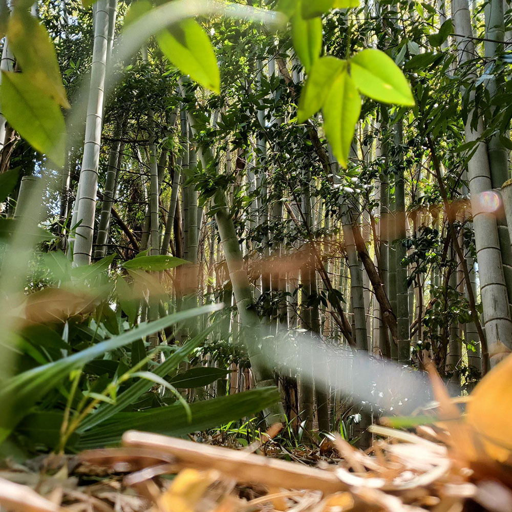 bushcraft campsite notsuda machida Tokyo  japan