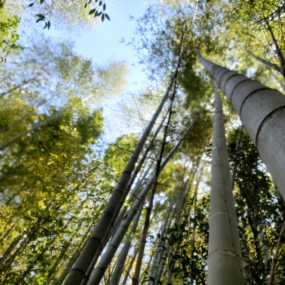 bushcraft campsite notsuda machida Tokyo  japan