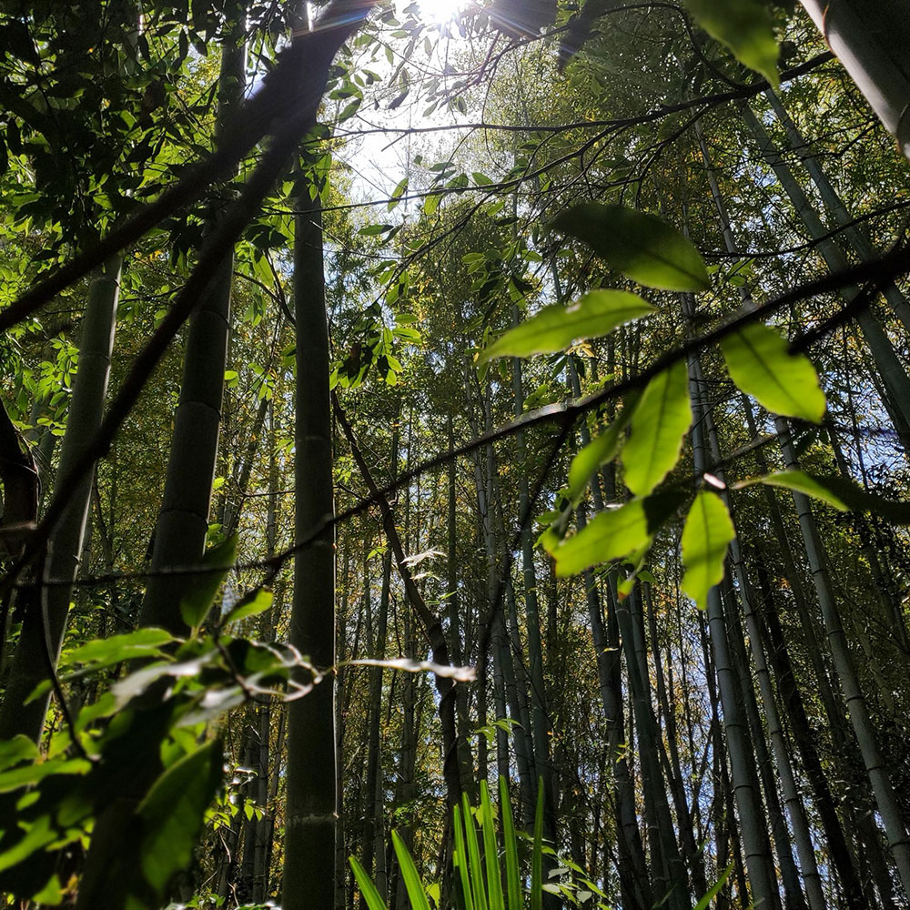bushcraft campsite notsuda machida Tokyo  japan